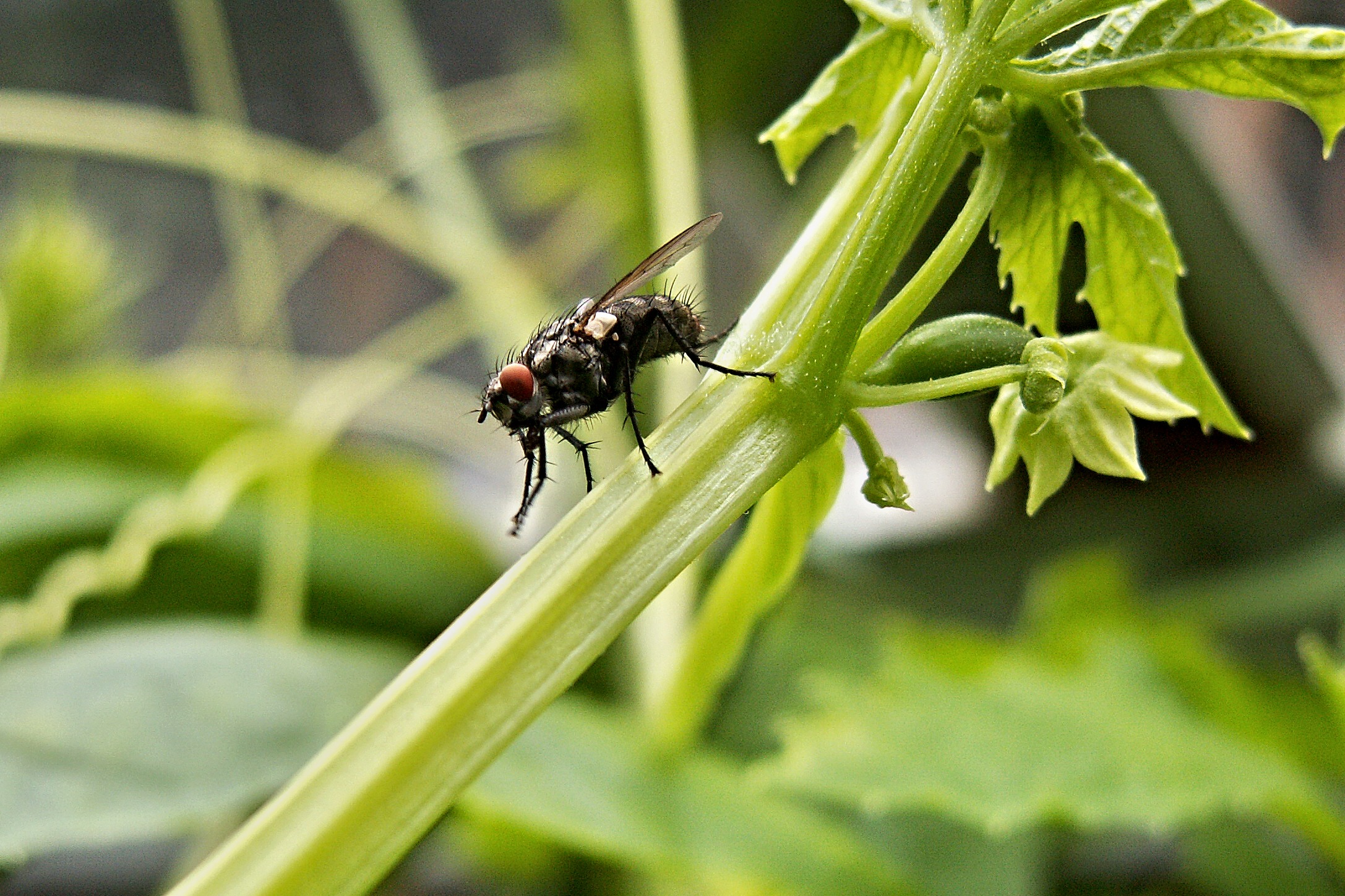 disinfestazione-mosca-ecosistem